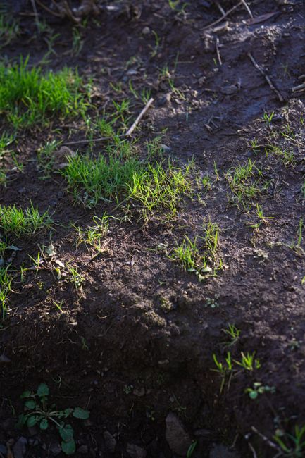 How to Use Compost for a Thriving Balcony Vegetable Garden: A Complete Beginner's Guide