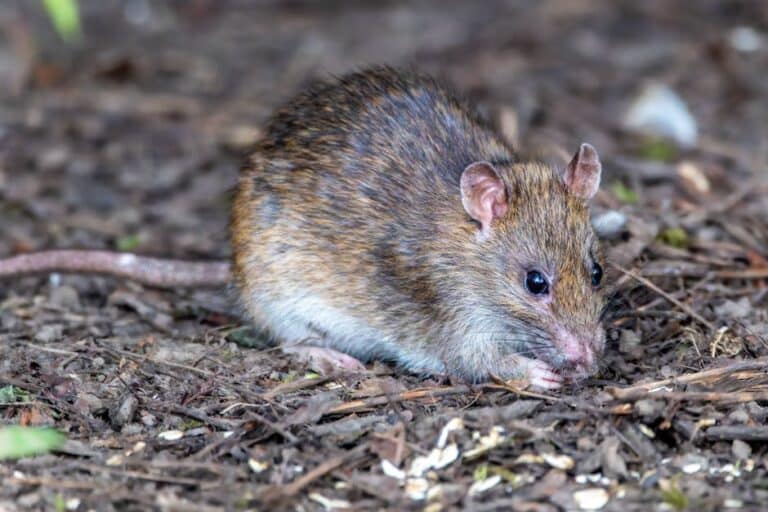 Why Is My Compost Bin Attracting Fruit Flies? Causes and Easy Solutions