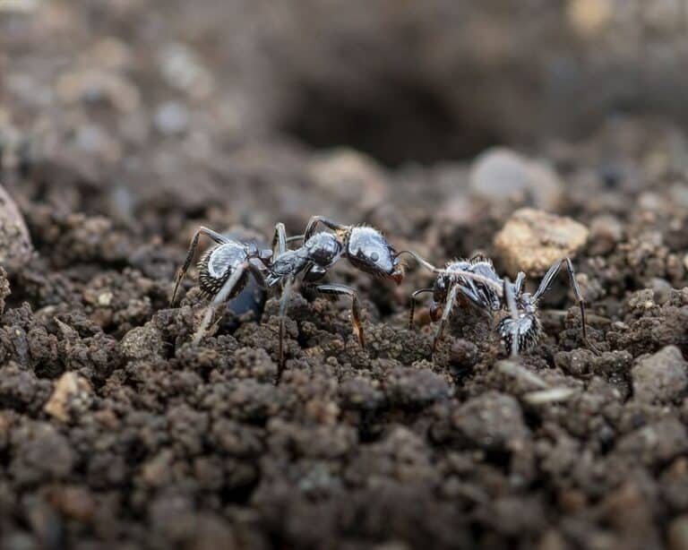 How to Keep Your Compost Odor-Free and Your Neighbors Happy: 10 Proven Tips